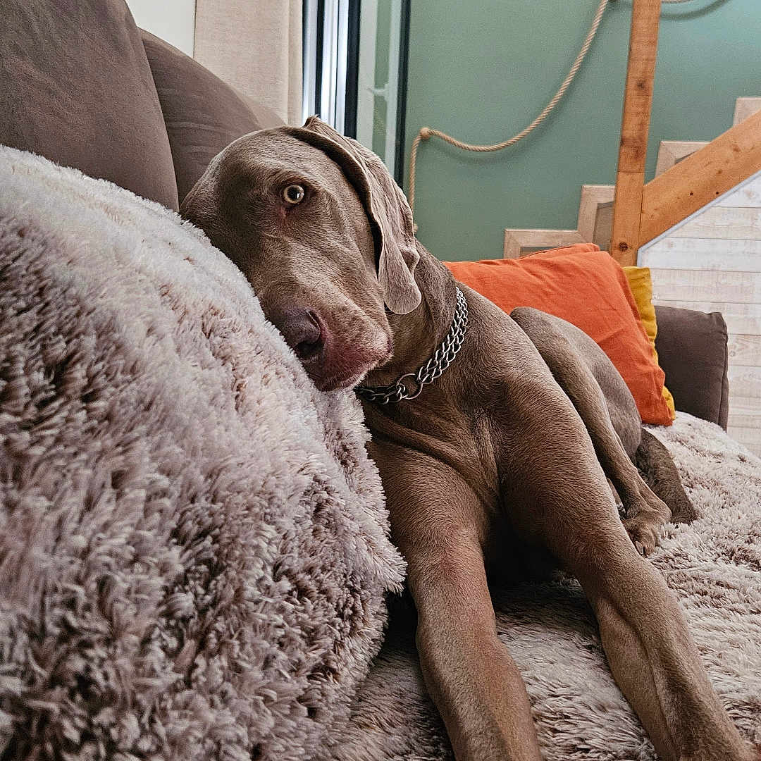 Paco a rejoint le concours — aidez-le/la à gagner de superbes lots ! animal, blanket, chain_collar, couch, cozy, curtain, dog, domestic, floor, fur, furniture, home_interior, indoor, laying, pet, pillow, relaxed, stairs, window, wood