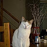Kahina participe au concours pour gagner de l'argent avec cette photo : calm, cat, closed_eyes, decorative_branches, domestic_animal, feline, furniture, home_interior, indoor, meditative, nighttime, peaceful, pet, sitting, still_life, tabletop, vase, white_cat, wooden_chair, wooden_table