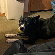 Poison is registered to the contest to win money with this photo: dog, black_dog, tennis_ball, carpet, indoor, pet, animal, laying_down, curious, guilty_look, white_paws, door, laundry_basket, household, floor, domestic, pet_toy, canine, companion, fur