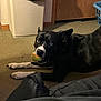 dog, black_dog, tennis_ball, carpet, indoor, pet, animal, laying_down, curious, guilty_look, white_paws, door, laundry_basket, household, floor, domestic, pet_toy, canine, companion, fur