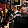Poison is registered to the contest to win money with this photo: dog, reindeer_antlers, black_and_white, pet, collar, hand, bedroom, posters, furniture, blanket, refrigerator, cabinet, television, indoor, cozy, holiday, decoration, person_hand, orange_collar, wall_art