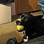 dog, tennis_ball, indoor, carpet, black_and_white, pet, animal, playful, mouth, floor, cabinet, laundry_basket, collar, toy, furniture, eyes, close_up, domestic, home, curious