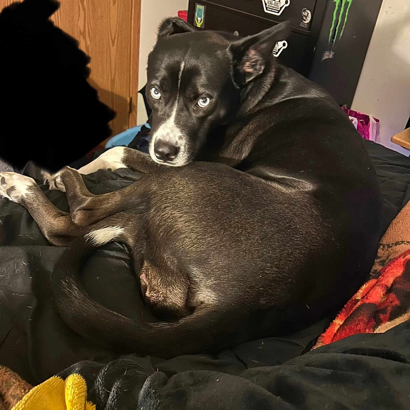 Poison is registered to the contest to win money with this photo: animal, bed, black_and_white, blanket, blue_eyes, cozy, curled_up, dog, door, dresser, fur, furniture, household, indoor, looking_back, pet, resting, room, sticker, tail