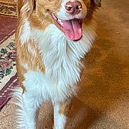 Skylor is registered to the contest to win money with this photo: dog, canine, heterochromia, brown_and_white, tongue_out, indoor, carpet, rug, fur, pet, happy, smiling, ears, nose, standing, animal, mammal, domestic, cute, friendly