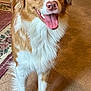 dog, canine, heterochromia, brown_and_white, tongue_out, indoor, carpet, rug, fur, pet, happy, smiling, ears, nose, standing, animal, mammal, domestic, cute, friendly