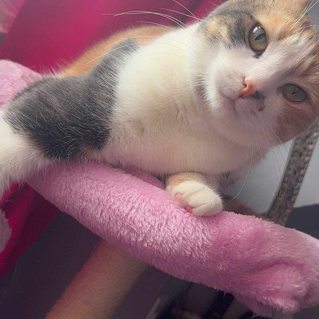 Bella is registered to the contest to win money with this photo: abyssinian, angora, animal, armchair, blanket, bodypart, cat, chair, closet, couch, cupboard, furniture, indoors, kitten, manx, mouth, pet, shelf, siamese, towel