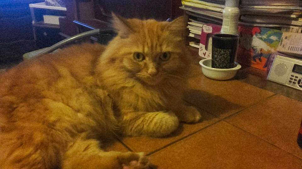 Junior