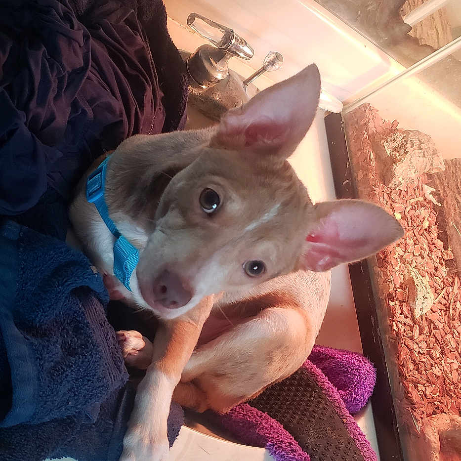 Simba is registered to the contest to win money with this photo: animal, bathroom, blue_harness, closeup, curious, dog, ears, indoor, looking_up, mirror, pet, portrait, reflection, sink, slipper, tank, towel, white_paws, wood_shavings, young_dog