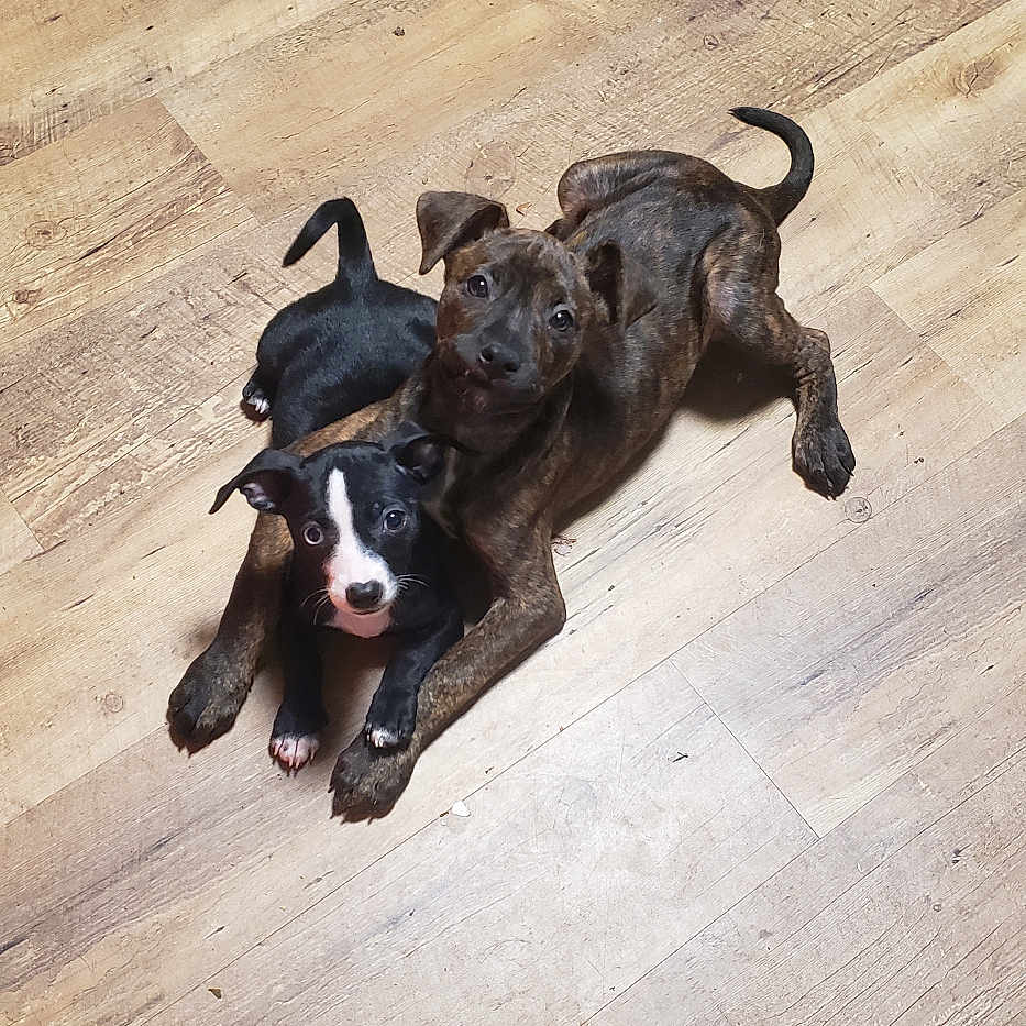 Nala joined the competition — help win amazing prizes! adorable, animal, black, brindle, brown, companions, cute, dog, floor, friendly, indoor, looking_up, lying_down, pets, playful, puppy, two_puppies, white, wooden_floor, young_dog