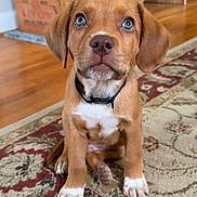 Tito joined the competition — help win amazing prizes! animal, attention, background, blue_eyes, brown_fur, carpet, closeup, collar, cute, dog, domestic, floor, indoor, pet, portrait, puppy, rug, sitting, wooden_floor, young