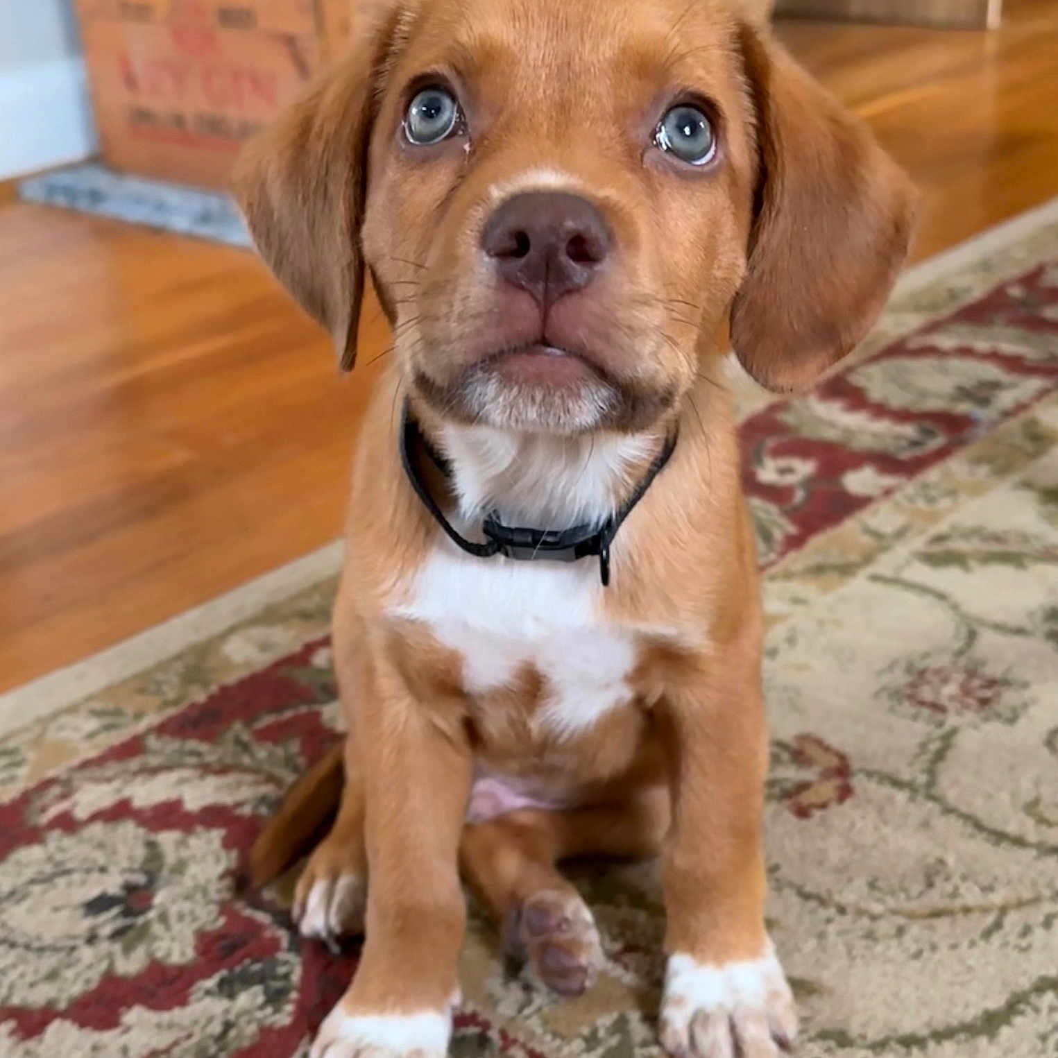 Tito
