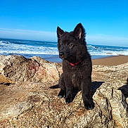 Atom participe au concours pour gagner de l'argent avec cette photo : puppy, black_dog, red_collar, rock, beach, ocean, waves, sky, outdoor, nature, sunlight, sand, water, animal, pet, young_dog, sitting, curious, daytime, landscape