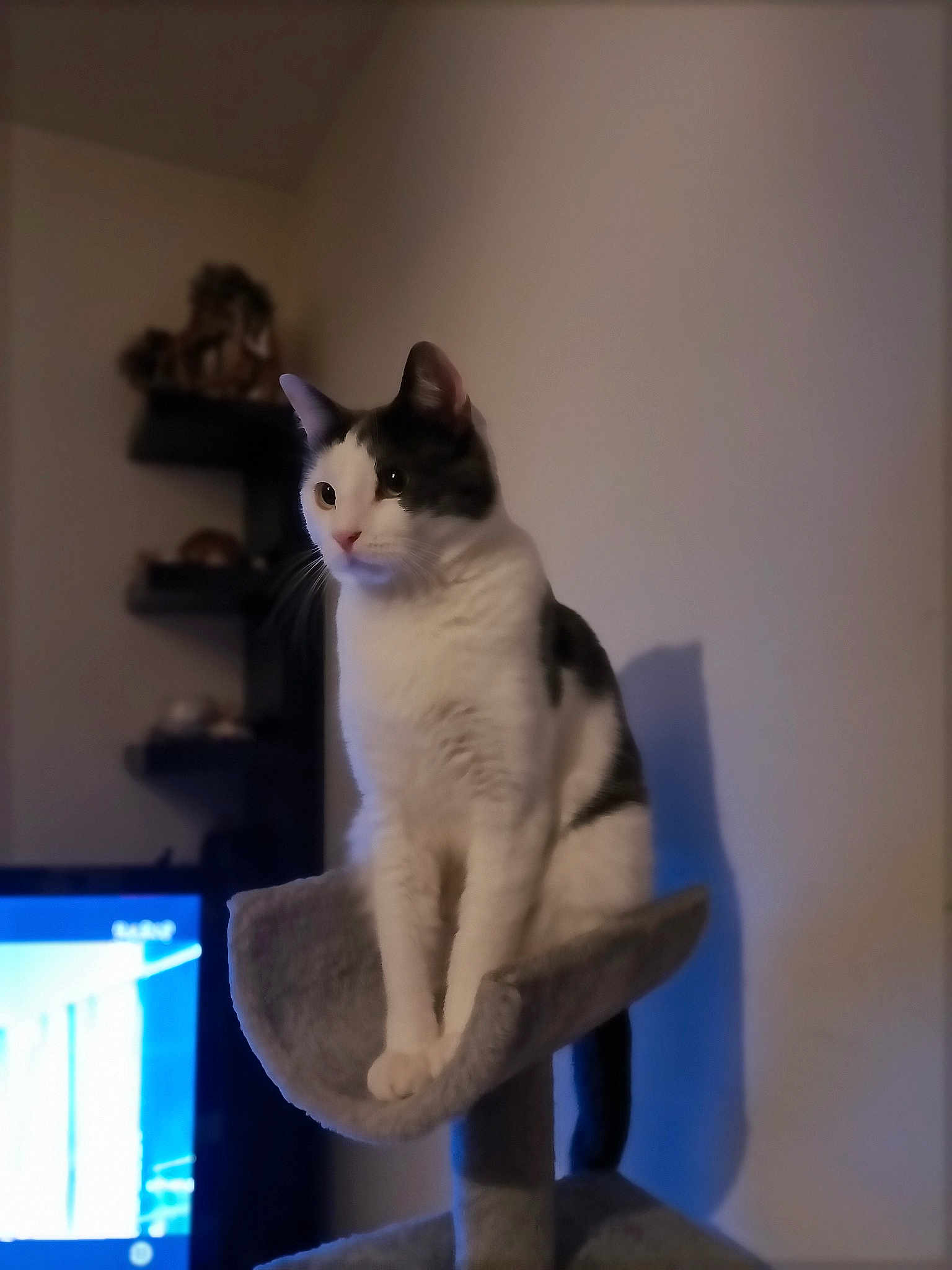 Bébéw