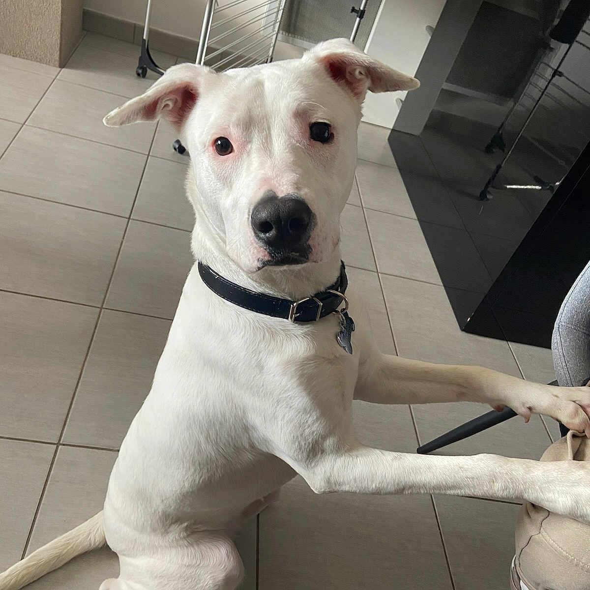 Naya participe au concours pour gagner de l'argent avec cette photo : animal, black_collar, canine, chair, collar, dog, domestic, ears, floor, flooring, furniture, home, indoor, looking, paw, pet, sitting, tail, tile_floor, white_dog