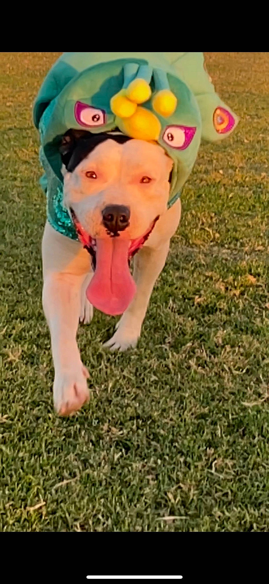 Princess is registered to the contest to win money with this photo: cap, carnivore, companion_dog, disc_dog, dog, dog_breed, dog_clothes, dog_supply, fashion_accessory, fawn, flying_disc, grass, happy, hat, people_in_nature, personal_protective_equipment, snout, sports_toy, toy, working_animal