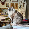 cat, fluffy_cat, blue_eyes, indoor, countertop, religious_cross, wall_art, painting, clock, vintage_decor, furniture, living_room, pet, portrait, sitting, feline, decorative, household, cozy, domestic