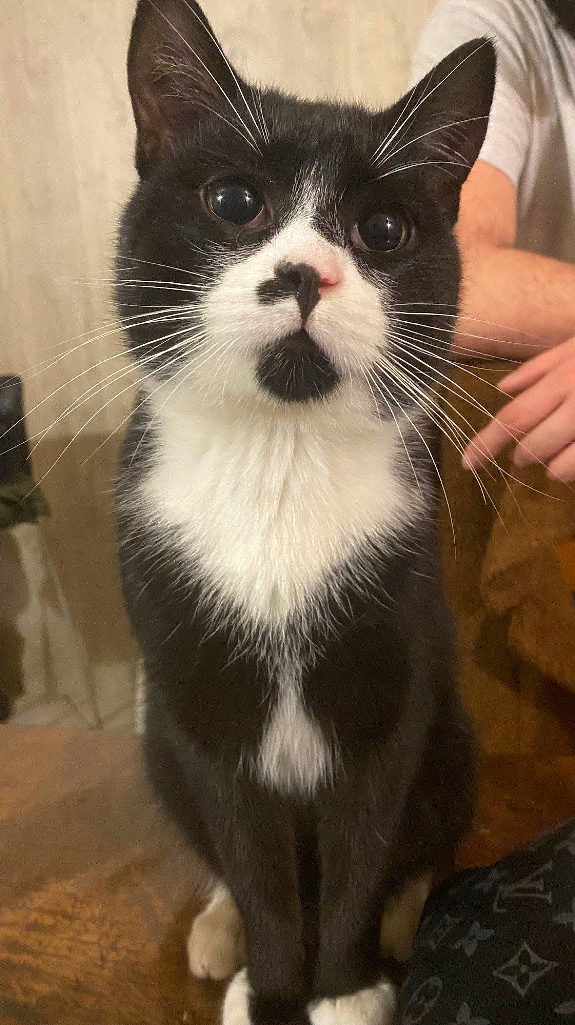 Splif a rejoint le concours — aidez-le/la à gagner de superbes lots ! carnivore, cat, claw, domestic_short_haired_cat, felidae, formal_wear, fur, iris, paw, small_to_medium_sized_cats, snout, tail, terrestrial_animal, whiskers