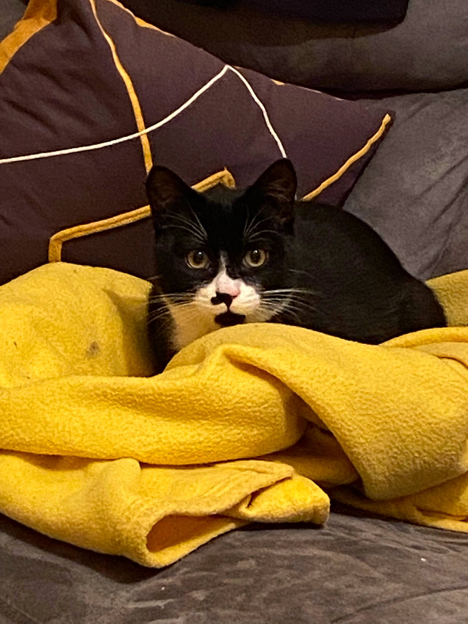 Splif participe au concours pour gagner de l'argent avec cette photo : bag, bedding, black_cat, carnivore, cat, comfort, domestic_short_haired_cat, felidae, fur, grey, human_leg, linens, sleeve, small_to_medium_sized_cats, snout, tail, textile, tints_and_shades, whiskers, yellow