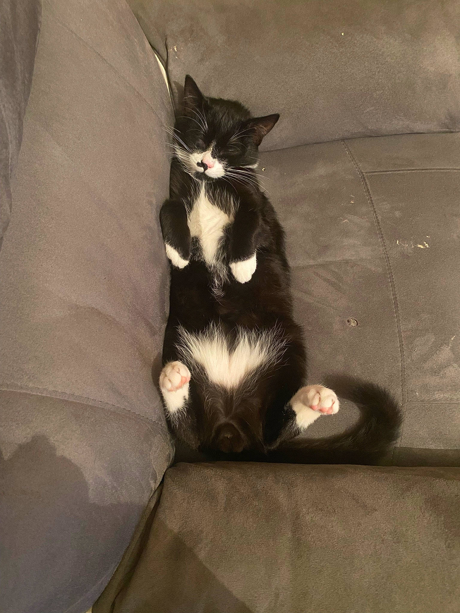 Splif participe au concours pour gagner de l'argent avec cette photo : black_cat, carnivore, cat, comfort, darkness, domestic_short_haired_cat, felidae, foot, formal_wear, fur, grey, human_leg, paw, shadow, sitting, small_to_medium_sized_cats, snout, tail, tints_and_shades, whiskers