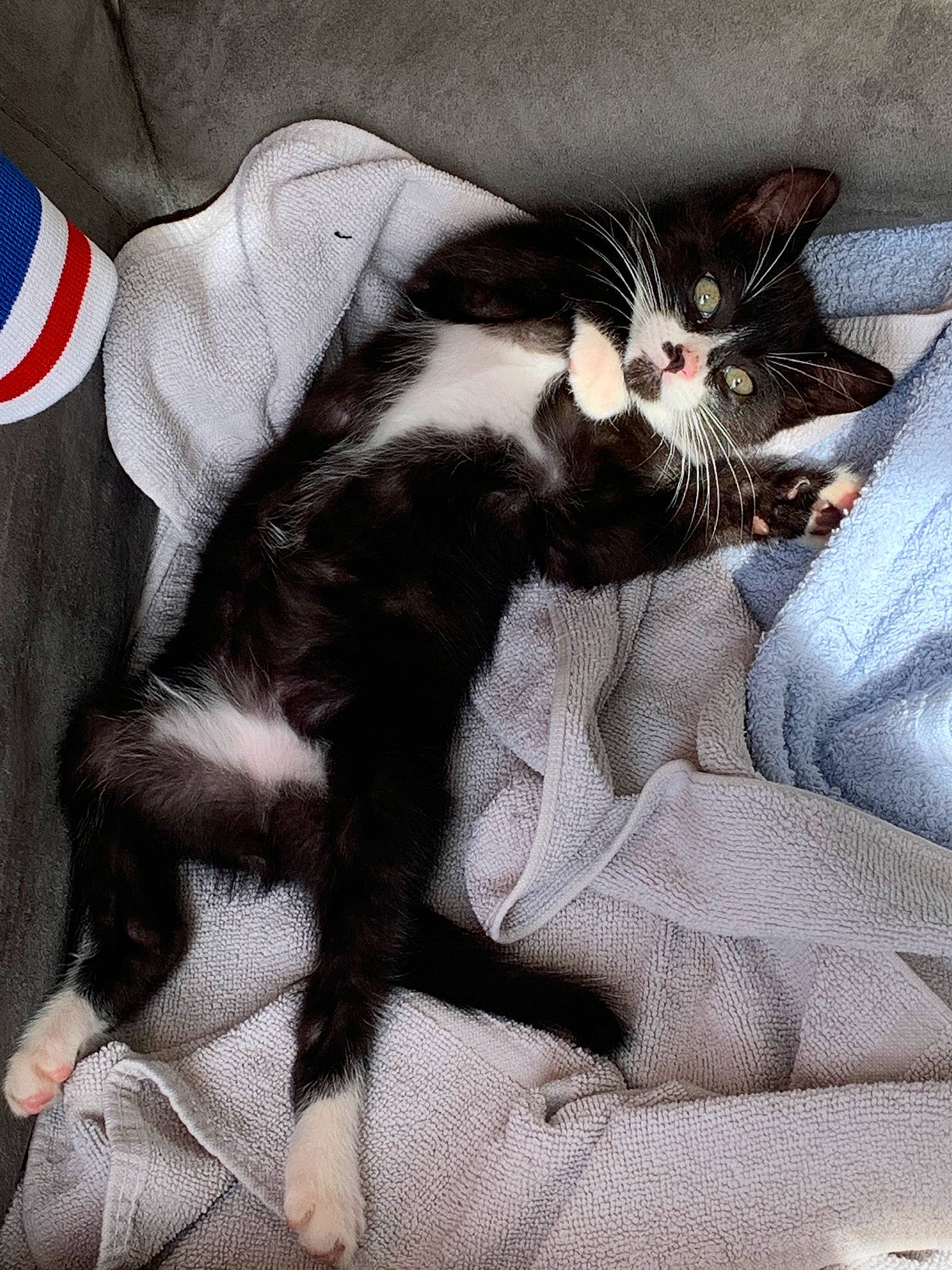 Splif a rejoint le concours — aidez-le/la à gagner de superbes lots ! bed, black_cat, carmine, carnivore, cat, claw, comfort, domestic_short_haired_cat, felidae, flag, flag_of_the_united_states, fur, grey, human_leg, leg, linens, paw, small_to_medium_sized_cats, tail, whiskers