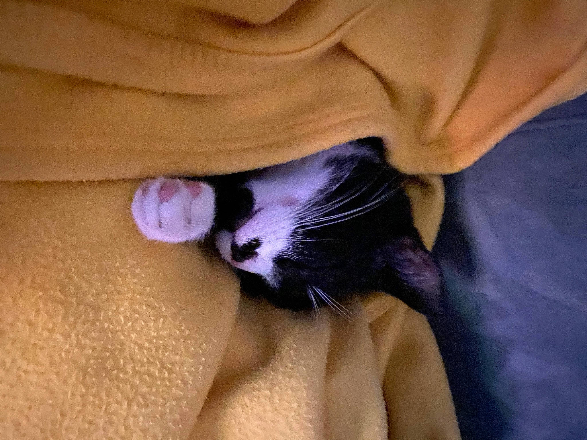 Splif a rejoint le concours — aidez-le/la à gagner de superbes lots ! abdomen, beard, carnivore, cat, chest, comfort, dress, elbow, eyelash, finger, gesture, human_body, knee, leg, nail, purple, thigh, thumb, trunk, wrist