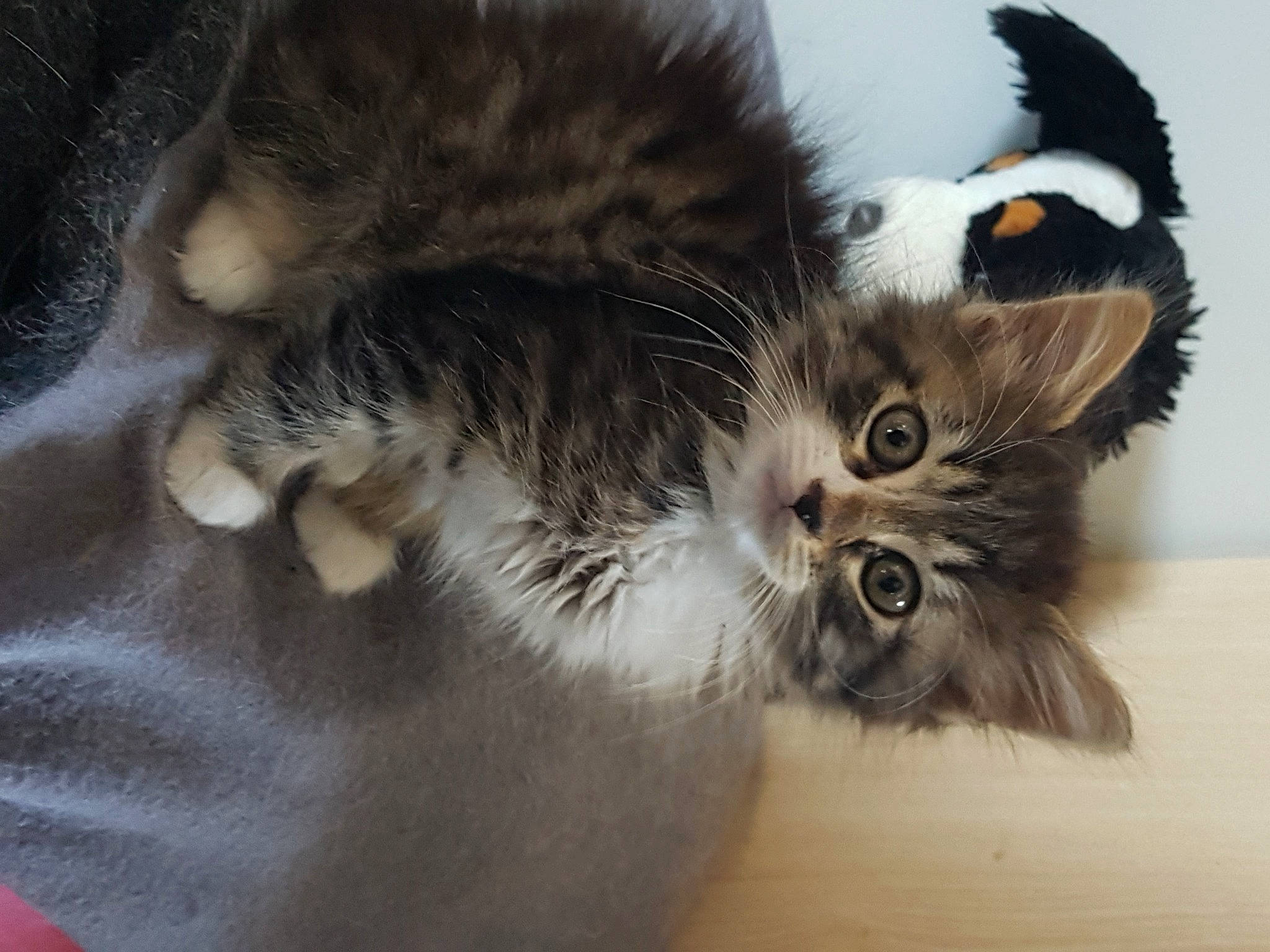 Marley a rejoint le concours — aidez-le/la à gagner de superbes lots ! carnivore, cat, claw, comfort, domestic_short_haired_cat, fawn, felidae, foot, fur, gesture, paw, photo_caption, small_to_medium_sized_cats, snout, tail, terrestrial_animal, whiskers