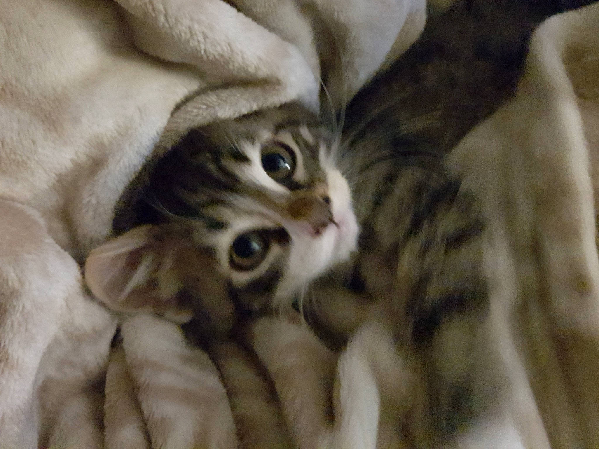 Marley a rejoint le concours — aidez-le/la à gagner de superbes lots ! bed, carnivore, cat, claw, close_up, comfort, domestic_short_haired_cat, fawn, felidae, fur, linens, paw, small_to_medium_sized_cats, snout, terrestrial_animal, whiskers