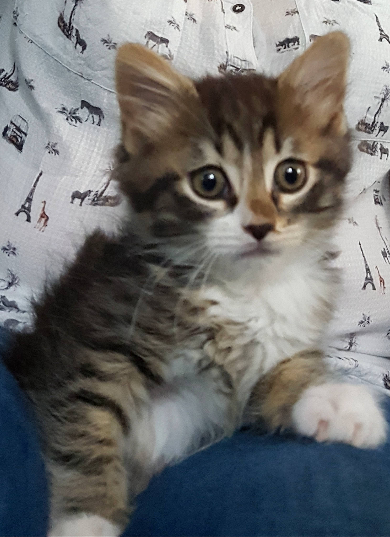 Marley a rejoint le concours — aidez-le/la à gagner de superbes lots ! carnivore, cat, claw, comfort, domestic_short_haired_cat, fawn, felidae, fur, paw, photo_caption, sitting, small_to_medium_sized_cats, snout, tail, terrestrial_animal, whiskers, wildlife