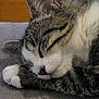 Starr a rejoint le concours — aidez-le/la à gagner de superbes lots ! cat, tabby, sleeping, paw, fur, closeup, resting, indoor, cozy, animal, pet, whiskers, face, ears, texture, gray, brown, white, wood, quiet