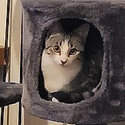 Starr participe au concours pour gagner de l'argent avec cette photo : cat, cat_tree, pet, indoor, furniture, cozy, cubby, gray, fur, animal, whiskers, ears, eyes, toy, spring, home, curious, relaxing, cute, domestic