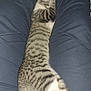 Starr a rejoint le concours — aidez-le/la à gagner de superbes lots ! cat, tabby, sleeping, legs, pants, indoor, resting, pet, animal, feline, cozy, striped, relaxed, nap, comfort, fur, whiskers, tail, home, companion
