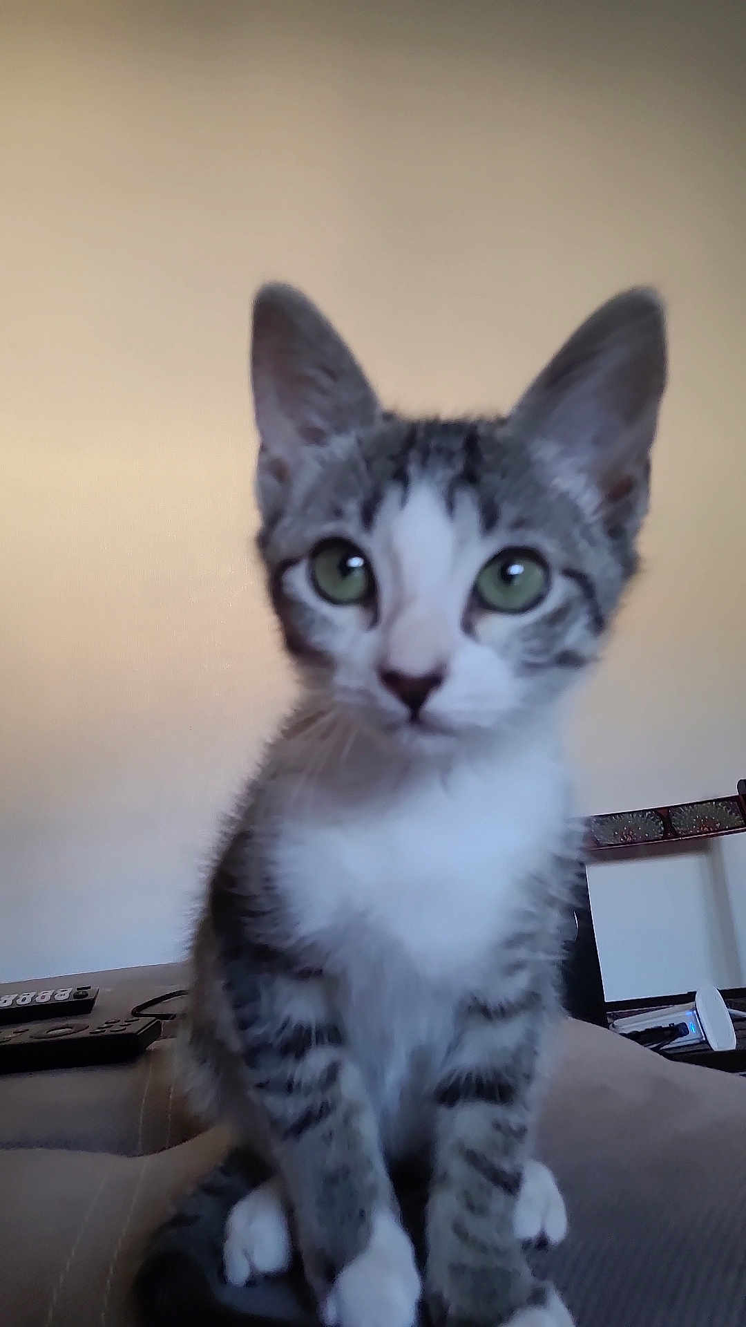 Starr participe au concours pour gagner de l'argent avec cette photo : kitten, cat, tabby, green_eyes, indoor, couch, pet, feline, sitting, curious, young, whiskers, fur, domestic_animal, household, closeup, face, ears, paws, background