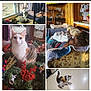 blanket, cat, cats, chair, collage, couch, curious, diaper, floor, furniture, glassware, holiday_decor, home, indoor, playful, relaxed, shoes, sunlight, wood_paneling, wreath