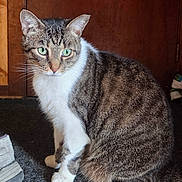 Jasper joined the competition — help win amazing prizes! animal, brown, cat, close_up, curious, domestic, door, feline, fur, green_eyes, indoor, mat, paws, pet, quiet, sitting, striped, tabby, whiskers, white