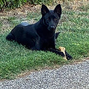 Lou participe au concours pour gagner de l'argent avec cette photo : dog, black_dog, grass, bone, outdoor, pet, animal, nature, greenery, pavement, canine, laying_down, ears_up, alert, calm, daylight, fur, mammal, domestic_animal, sidewalk