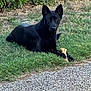 dog, black_dog, grass, bone, outdoor, pet, animal, nature, greenery, pavement, canine, laying_down, ears_up, alert, calm, daylight, fur, mammal, domestic_animal, sidewalk
