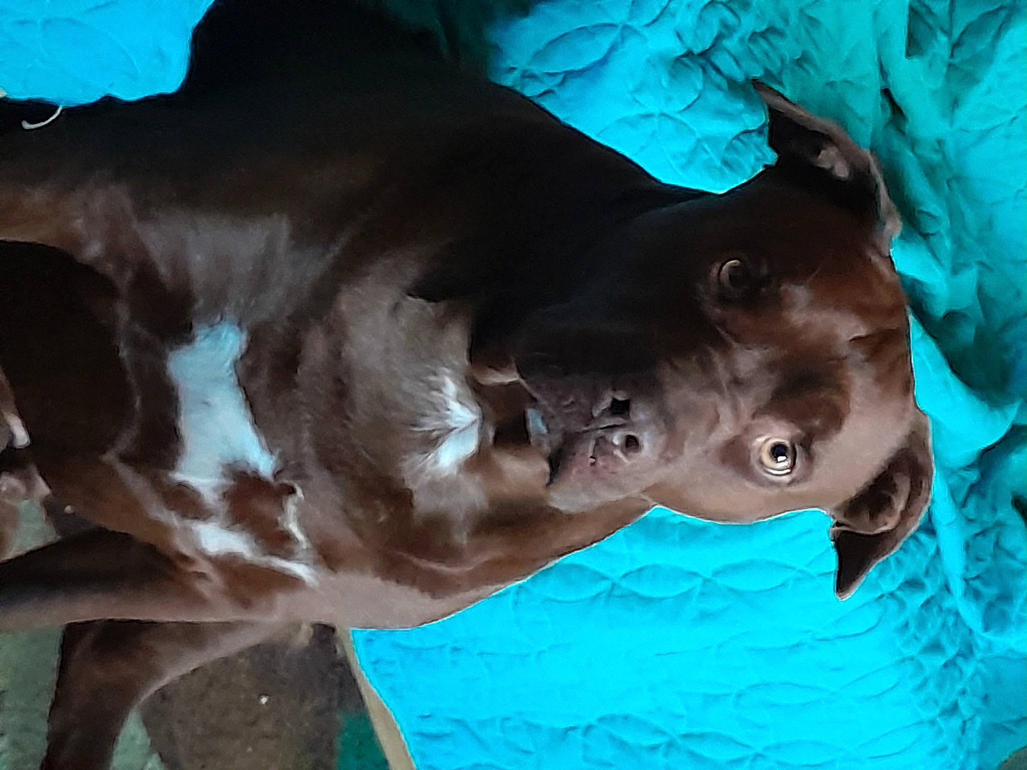 Harley joined the competition — help win amazing prizes! blue, canidae, carnivore, dog, dog_breed, electric_blue, fawn, fin, fish, fun, jaw, liver, snout, sporting_group, terrestrial_animal, water, working_animal