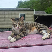 Tigger is registered to the contest to win money with this photo: cat, tabby_cat, animal, pet, car, hood, outdoor, nature, greenery, mobile_home, resting, feline, striped, white_paws, ears, whiskers, daytime, relaxed, mammal, grass