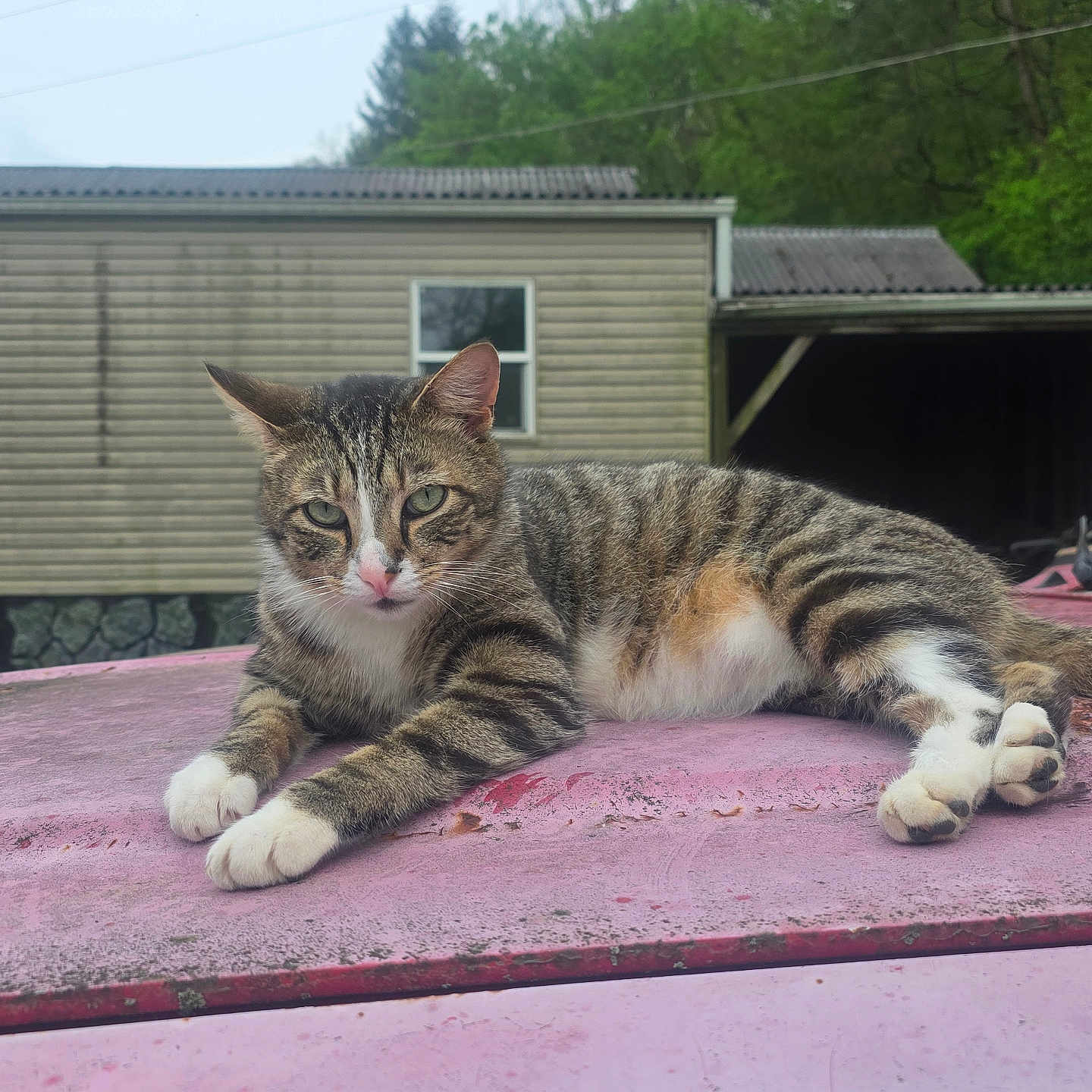 Tigger