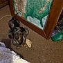 dog, dachshund, carpet, map, framed_map, brown, indoor, floor, blanket, paper, curious, pet, small_dog, looking_up, ears, tail, snout, home, furniture, shoes