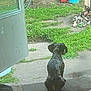 Hades joined the competition — help win amazing prizes! dog, backyard, grass, concrete, hammock, green_fence, red_container, blue_stool, outdoor, pet, animal, sitting, curious, daylight, yard, open_door, nature, quiet, relaxing, watching
