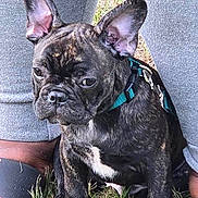 Rosco is registered to the contest to win money with this photo: dog, puppy, french_bulldog, brindle, grass, person, legs, pants, sandals, harness, outdoor, pet, canine, animal, sitting, close_up, cute, young, companion, nature