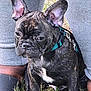 dog, puppy, french_bulldog, brindle, grass, person, legs, pants, sandals, harness, outdoor, pet, canine, animal, sitting, close_up, cute, young, companion, nature