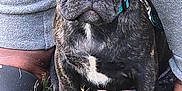 Rosco joined the competition — help win amazing prizes! dog, puppy, french_bulldog, brindle, grass, outdoor, pet, animal, ears, collar, leash, person, legs, feet, footwear, casual_clothing, closeup, cute, alert, sitting