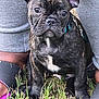 dog, puppy, french_bulldog, brindle, grass, outdoor, pet, animal, ears, collar, leash, person, legs, feet, footwear, casual_clothing, closeup, cute, alert, sitting