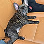 Rosco is registered to the contest to win money with this photo: dog, puppy, french_bulldog, brindle, car_seat, leather_seat, tan_leather, pet, animal, looking_up, cute, ears_up, domestic_animal, indoors, vehicle_interior, resting, young_dog, companion, transportation, seat_belt_buckle