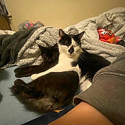 Moo Moo is registered to the contest to win money with this photo: cat, black_cat, black_and_white_cat, bed, blanket, human_arm, indoor, relaxing, pets, fur, feline, resting, comfort, animal, snack, doritos, cozy, laying_down, domestic, cute
