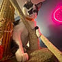 Moo Moo is registered to the contest to win money with this photo: cat, black_and_white, scratching_post, curious, indoor, feline, pet, claw, paw, neon_light, clock, wall, orange_collar, close_up, playful, home, furniture, animal, cute, domestic