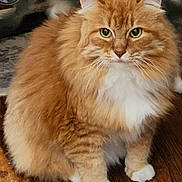 Izzy is registered to the contest to win money with this photo: cat, orange_tabby, fluffy_fur, white_paws, white_chest, wooden_floor, indoor, pet, feline, sitting, curious_eyes, close_up, domestic_cat, animal, whiskers, ears, portrait, fur_texture, attention, cute