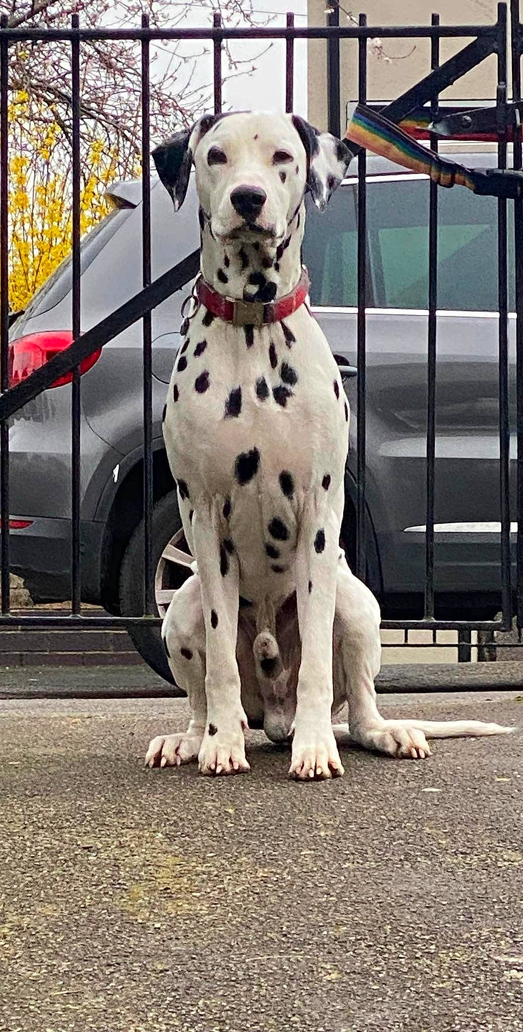 Hugo joined the competition — help win amazing prizes! asphalt, car, carnivore, collar, companion_dog, dalmatian, dog, dog_breed, dog_collar, dog_supply, fawn, fence, metal, road_surface, snout, sporting_group, tire, vehicle, wheel, working_animal